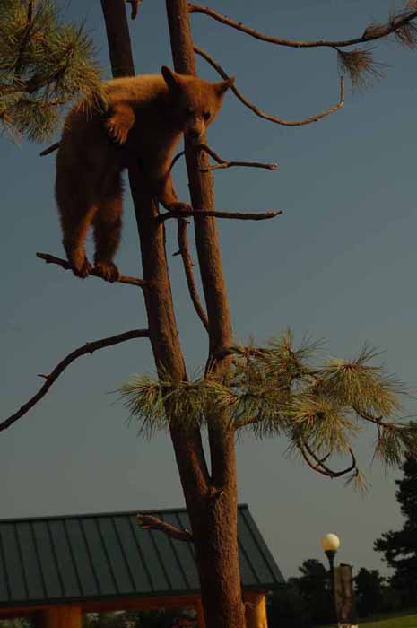 bear in tree
